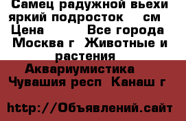 Самец радужной вьехи яркий подросток 15 см › Цена ­ 350 - Все города, Москва г. Животные и растения » Аквариумистика   . Чувашия респ.,Канаш г.
